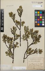 Foto von Salix glabra Scop.